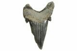 Rare Eocene Fossil Shark (Otodus) Tooth - England #352106-1